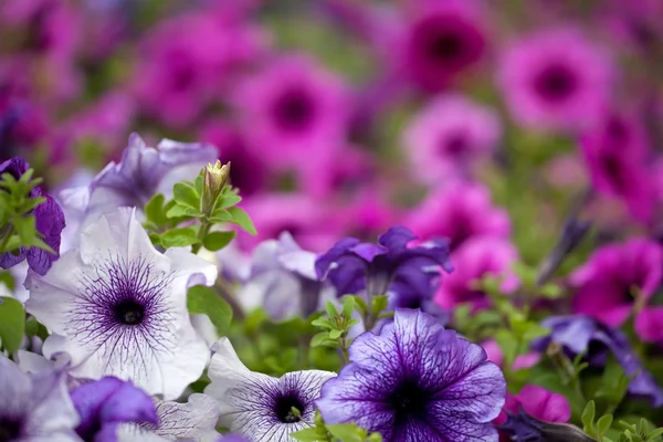 紫色和粉红色的矮牵牛花朵 — 图库照片