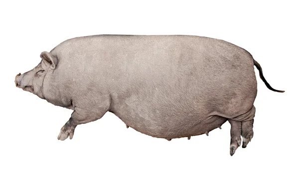 Koyu kahverengi domuz üzerinde beyaz izole — Stok fotoğraf