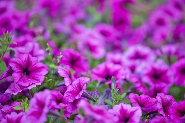 Pink petunia flowers background — Stock Photo, Image