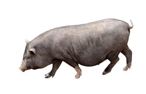Изолированная тёмная свинья — стоковое фото