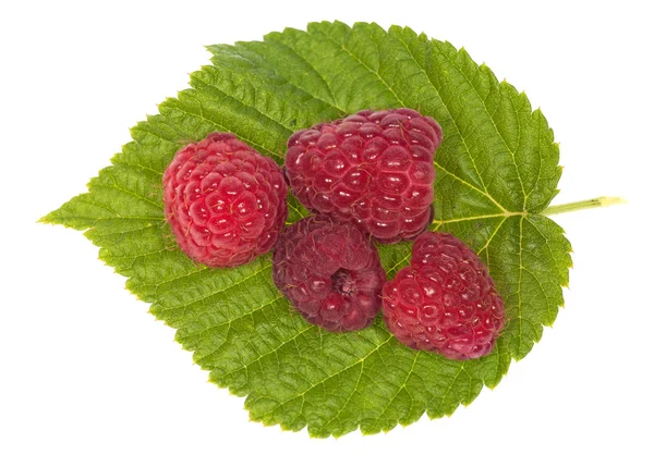 녹색 잎에 4 개의 붉은 익은 딸기 — 스톡 사진
