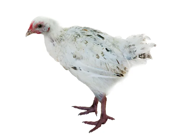 Ενιαία λευκό απομονωμένες κοτόπουλο — Φωτογραφία Αρχείου