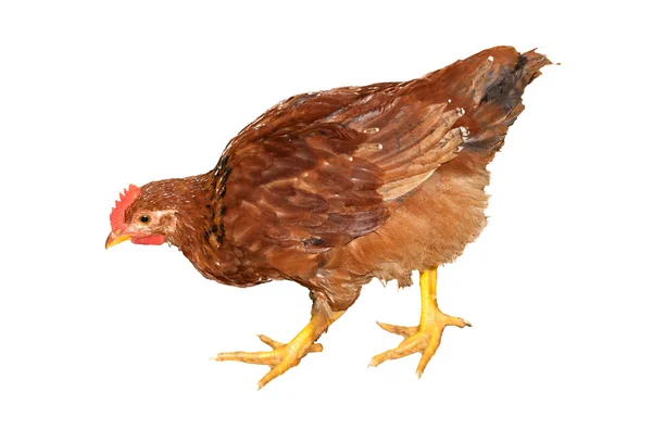 Beyaz izole kahverengi tavuk — Stok fotoğraf