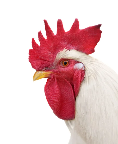 White rooster head — Stock Photo, Image
