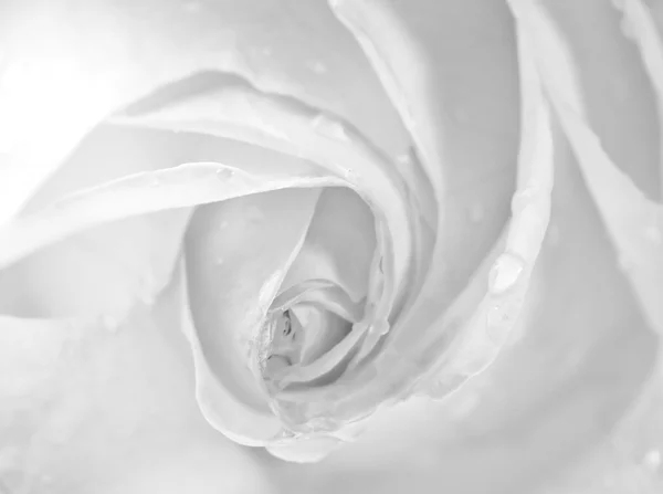 Λευκό τριαντάφυλλο στο κέντρο σε σταγόνες — Φωτογραφία Αρχείου