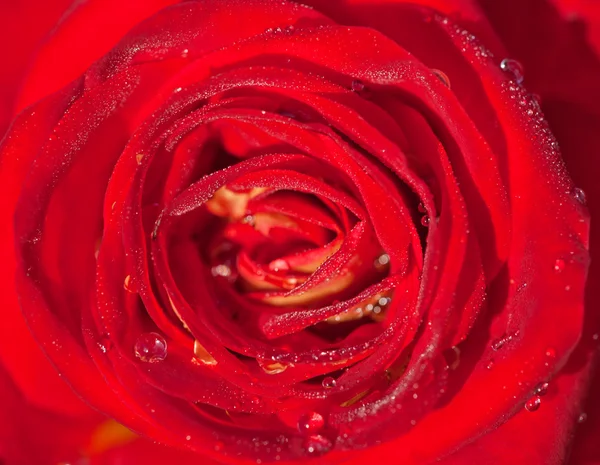 Red rose center in dew — Stock Photo, Image