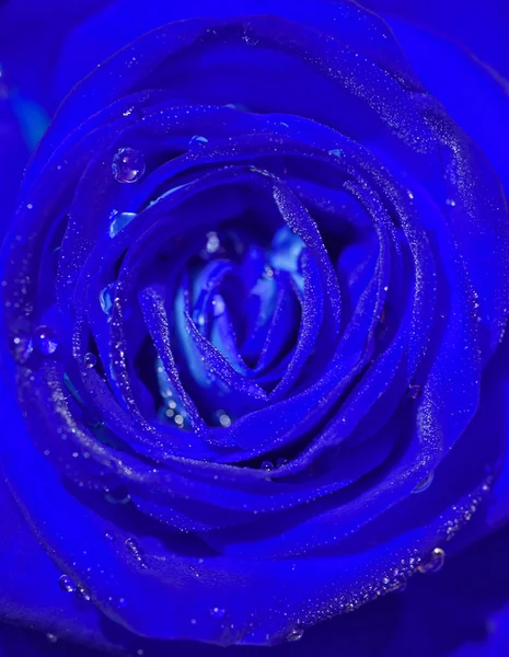 蓝玫瑰中心的露水 — 图库照片