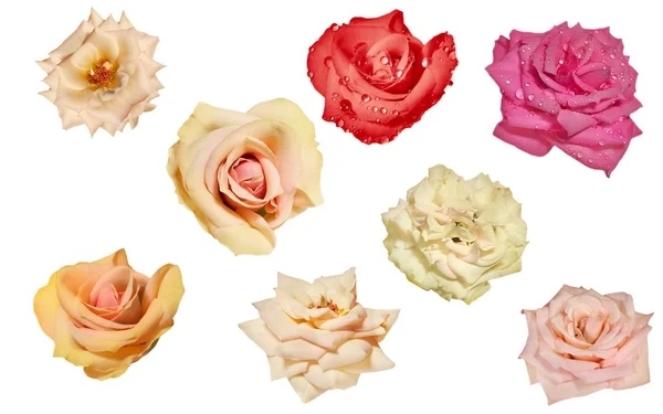 Na białym tle kolekcji róż — Zdjęcie stockowe