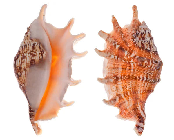 Twee zijden van de oranje schaal-en schelpdieren — Stockfoto