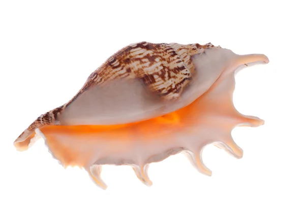 単一の孤立したオレンジ色の貝 — ストック写真