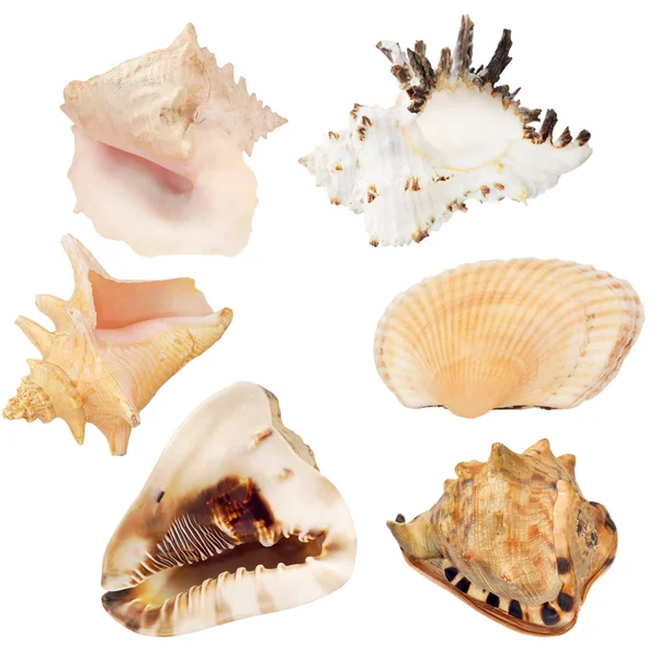 Zestaw sześciu shellfishes na białym tle — Zdjęcie stockowe