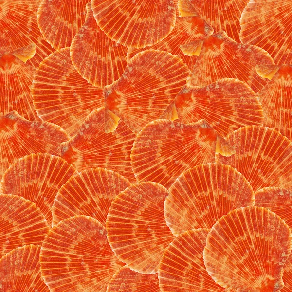 Turuncu düz shellfishes arka plan — Stok fotoğraf