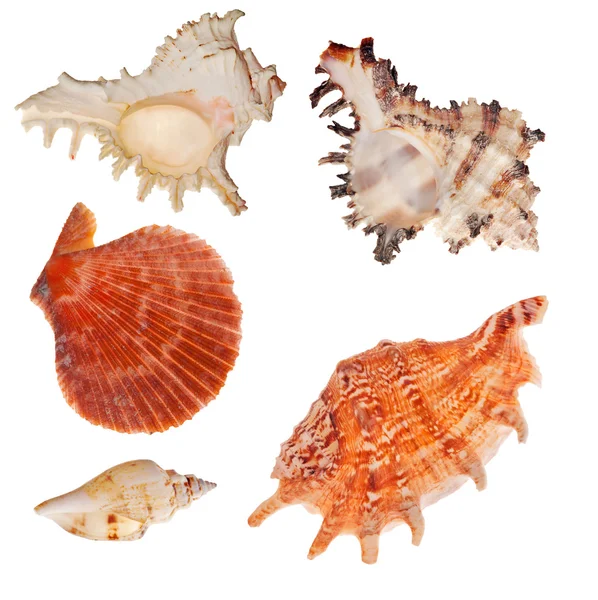 Set shellfishes geïsoleerd op wit — Stockfoto