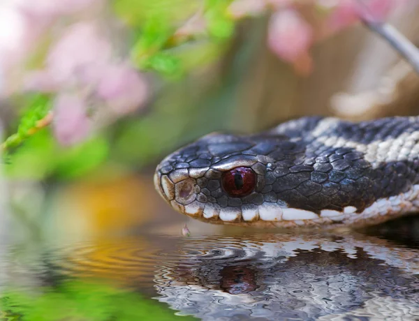 stock image Viper near water