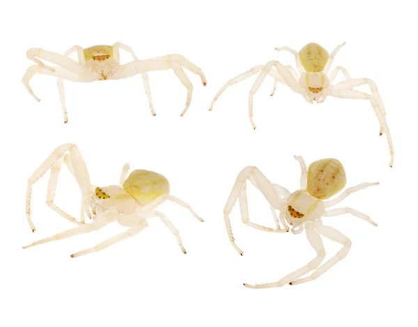 Cuatro pequeñas arañas ligeras aisladas — Foto de Stock
