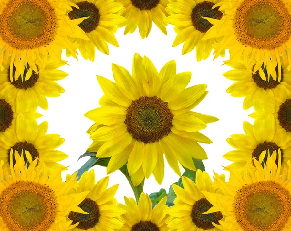 Sunflower in frame frame on white — Stock Photo, Image