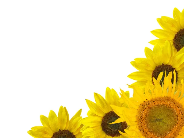 Sunflower corner isolated on white — Stock Photo, Image