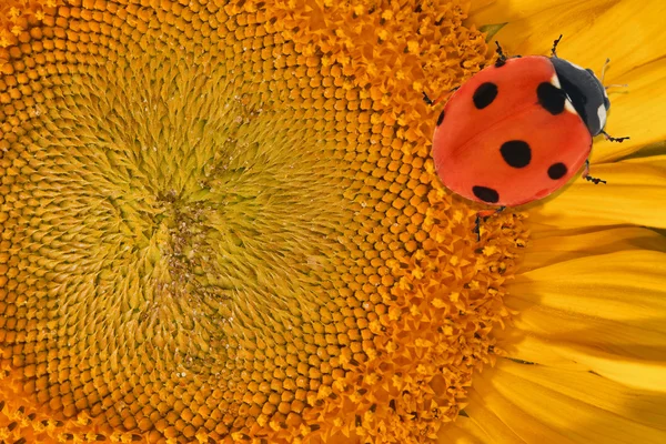 Gelbe Sonnenblumenzentrale mit Marienkäfer — Stockfoto