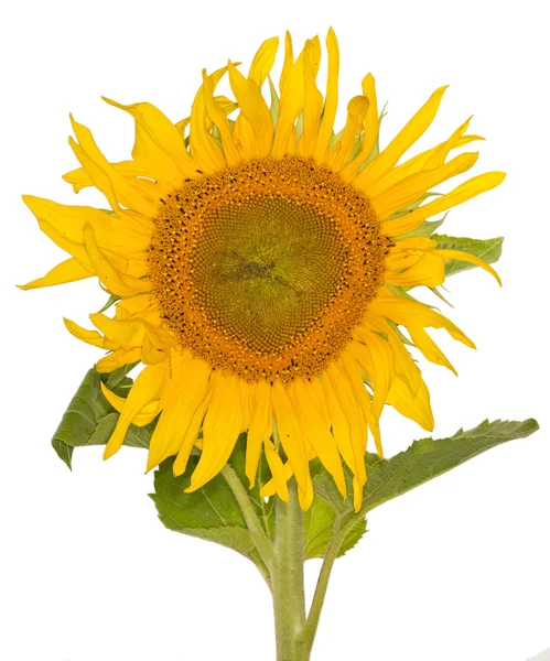 Single sunflower isolated on white — Stock Photo, Image