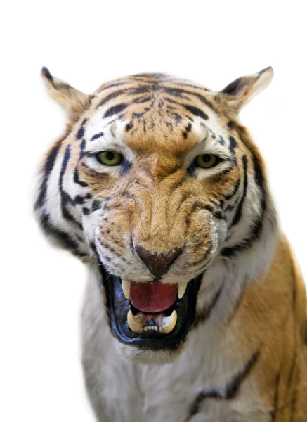 愤怒的老虎被隔绝在白色 — 图库照片