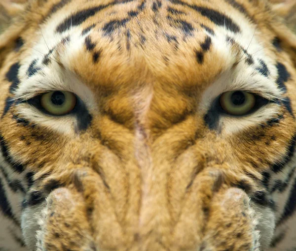 Nahaufnahme eines orangefarbenen Tigers — Stockfoto