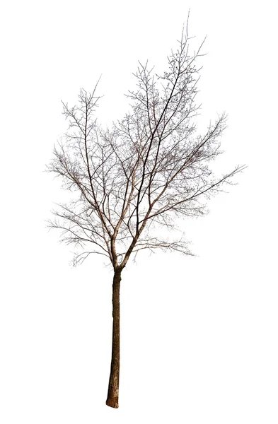 Małe drzewo bez liści na białym tle — Zdjęcie stockowe
