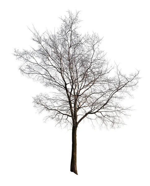 Lämnar gratis isolerad på vita träd — Stockfoto