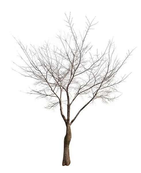 Yaprakları ücretsiz ağaç üzerinde beyaz izole — Stok fotoğraf