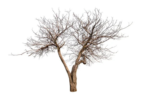 잎 없이 고립 된 나무 — 스톡 사진