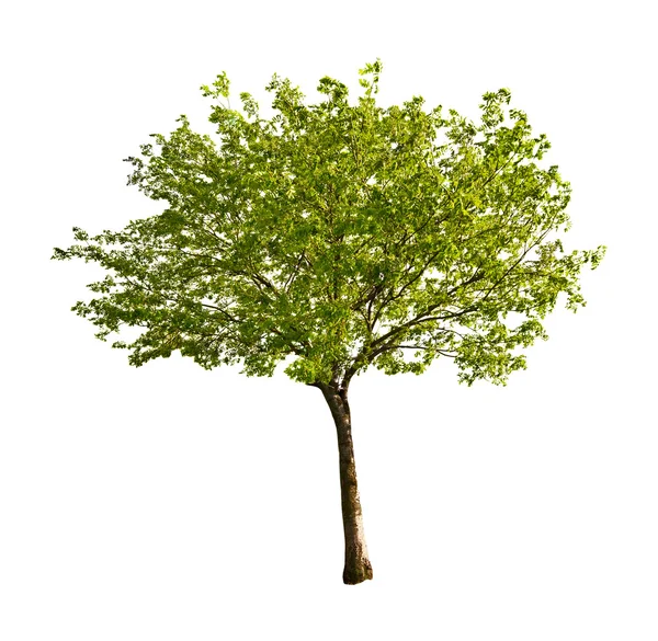 Ізольоване дерево з молодим листям — стокове фото