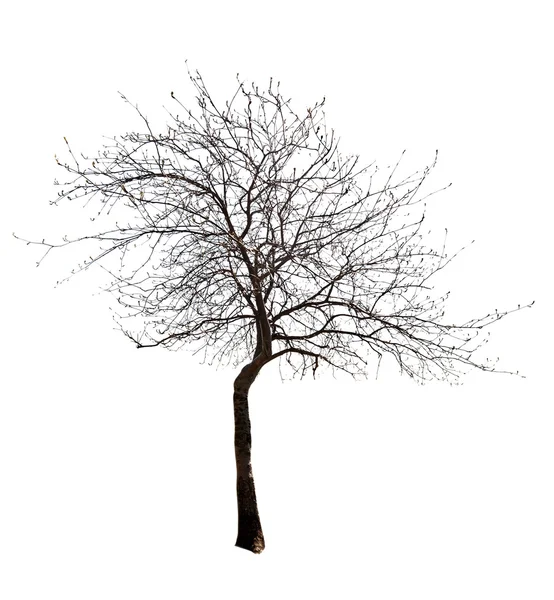 Malé listy zdarma izolované strom — Stock fotografie