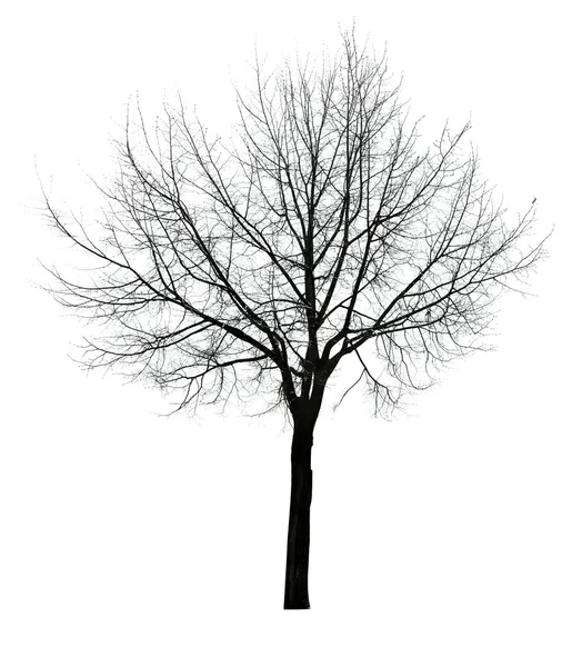 Foglie scure albero libero isolato — Foto Stock