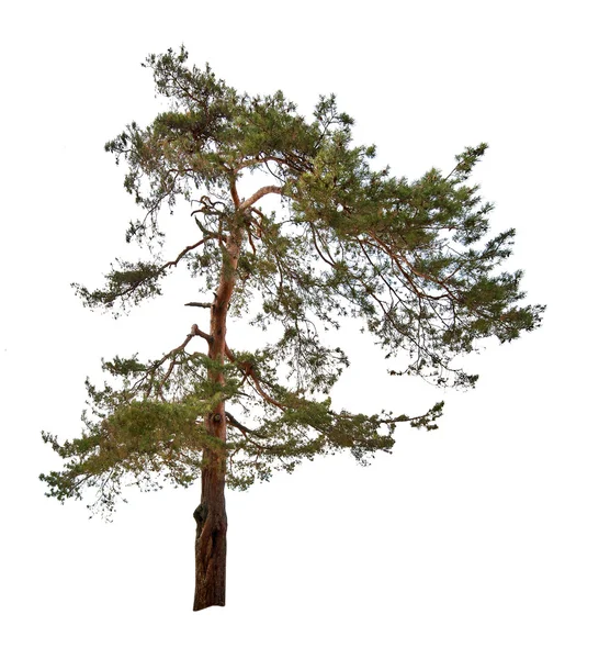 Single green pine tree isolated on white — Stock Photo, Image
