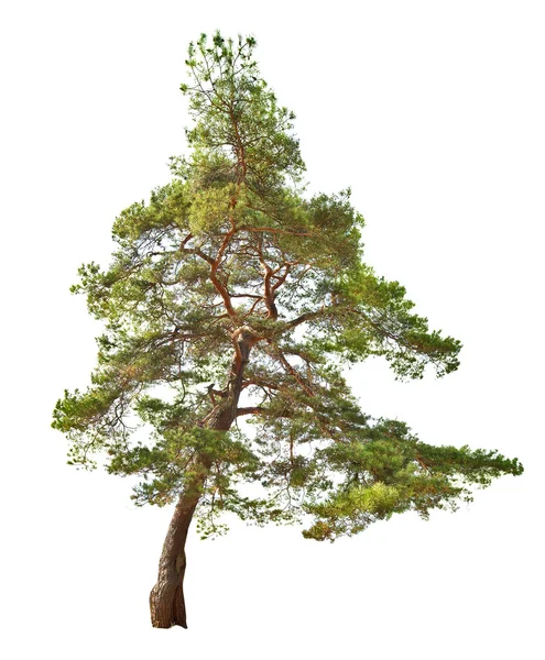 Zelená jediného borovice izolovaných na bílém — Stock fotografie