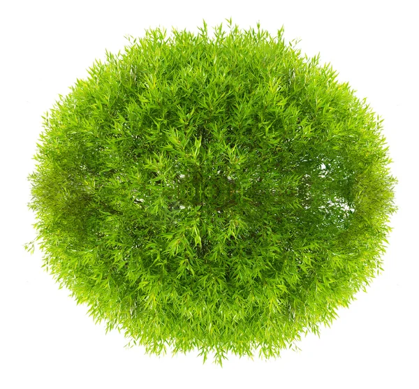 Зеленая круглая корона дерева, изолированного на белом — стоковое фото