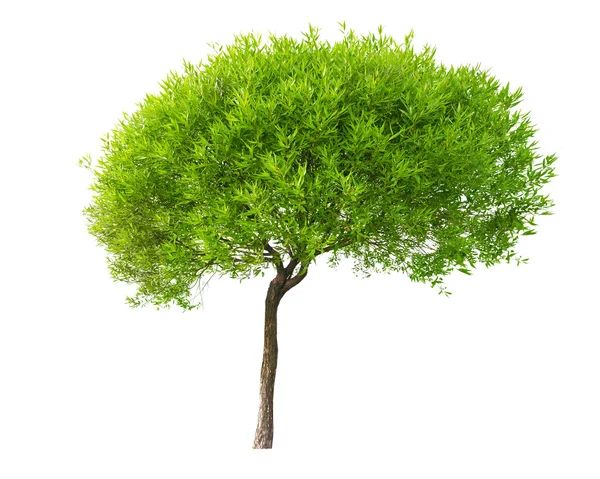 Изолированное маленькое дерево с молодыми листьями — стоковое фото