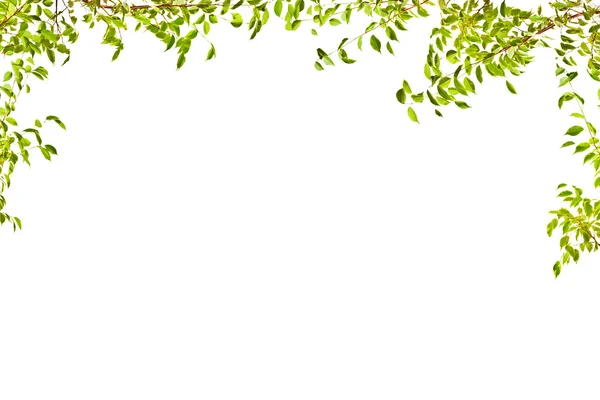 Zelený strom listoví poloviční rámeček — Stock fotografie