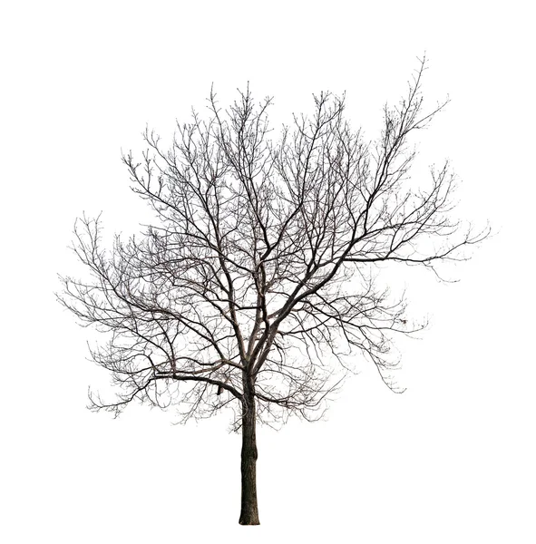 白で隔離される葉のない木 — ストック写真