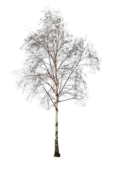 Betulla senza foglie isolata su bianco — Foto Stock