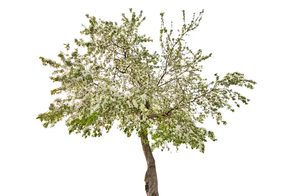 Isolated apple tree with white flowers — Stock Photo, Image