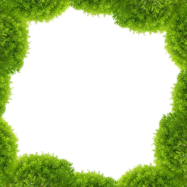 Beyaz izole yeşil ağaç kare — Stok fotoğraf