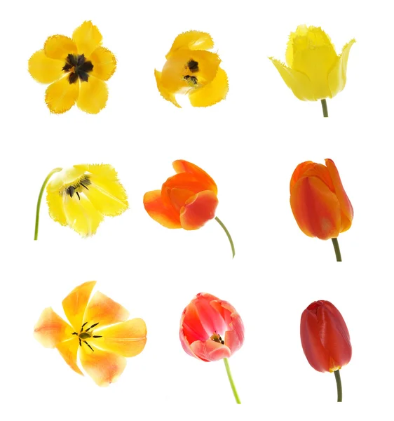 Kolekce devíti tulipány — Stock fotografie