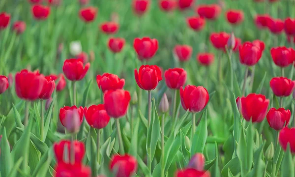 Vermelho e verde tulipa fundo — Fotografia de Stock