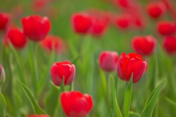 Latar belakang dengan tulip merah di rumput — Stok Foto