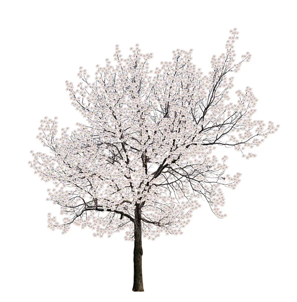 ต้นไม้โดดเดี่ยว ดอกไม้สีขาว — ภาพถ่ายสต็อก