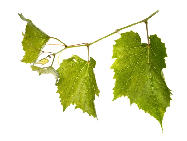 Wijnbladeren geïsoleerd op wit — Stockfoto