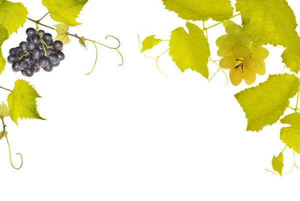 Vine with grepes half frame — Stock Photo, Image