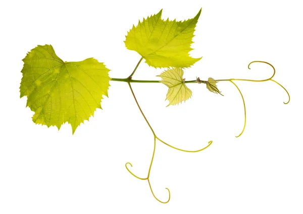 Winorośli na białym tle zielonych liści — Zdjęcie stockowe