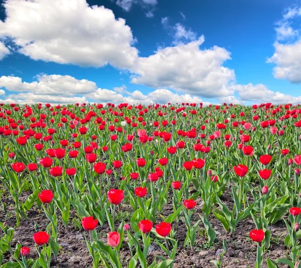 Campo de tulipas vermelho sob nuvens — Fotografia de Stock