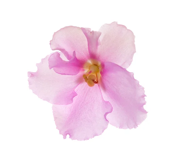 Rosa cinque petls viola su bianco — Foto Stock